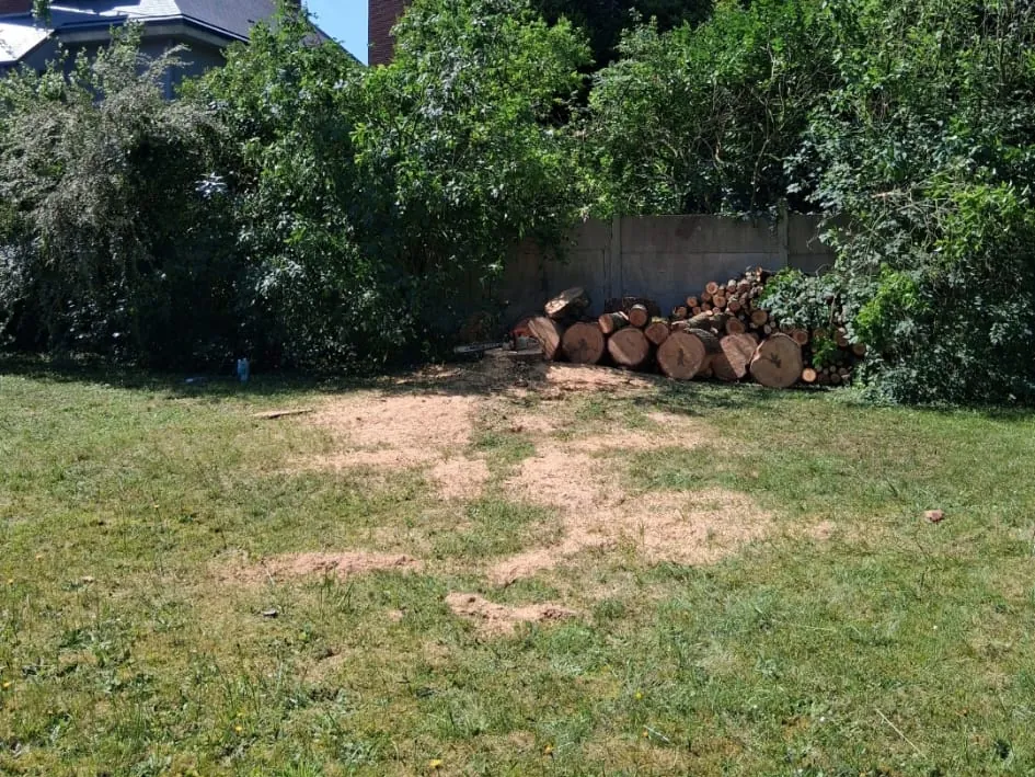 Pelouse après un abattage : sciure au sol et tronc débité en billes rangées contre une clôture