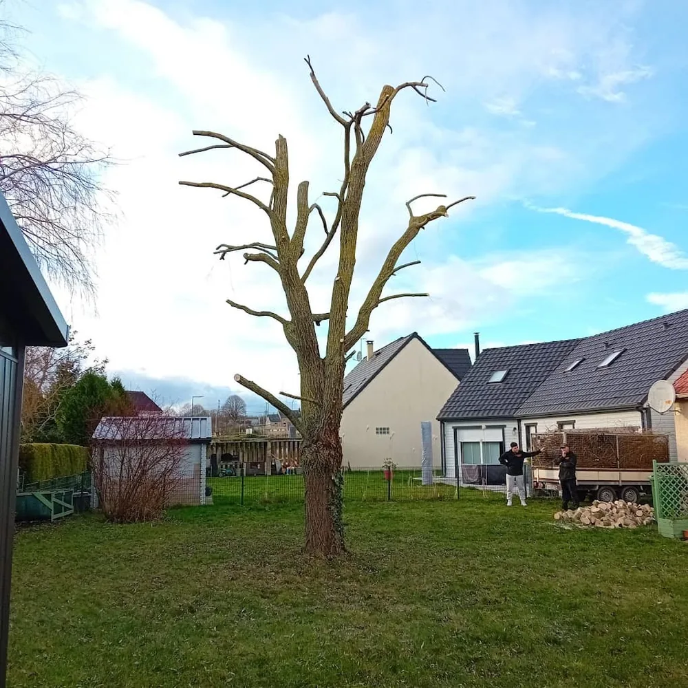 Élagage arbre élagué résultat final — Zacharie Élagage