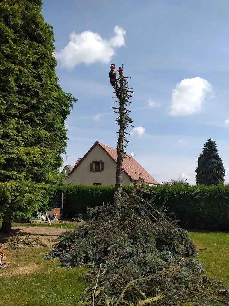Taille conifère en hauteur artisan Thouars — Zacharie Élagage