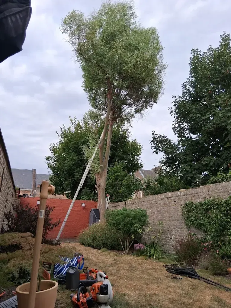 Élagage eucalyptus propriété Val de Loire Chinon — Zacharie Élagage