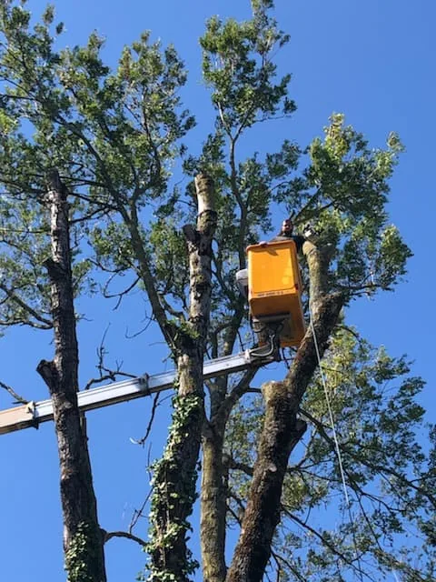Zacharie en nacelle dans les arbres ciel bleu — élagage Saumur