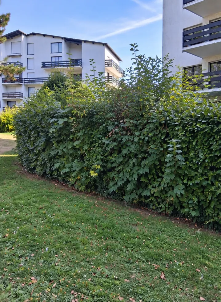 Haie de résidence avant la taille — chantier Zacharie Élagage