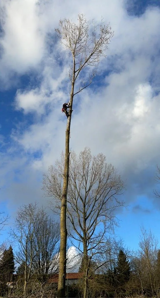 Grand arbre élagué en hiver dans un jardin de Corbie — Zacharie Élagage